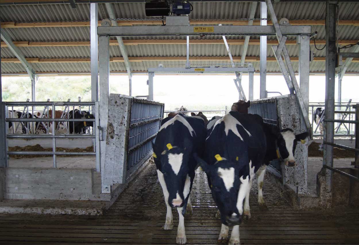 Futtertischbrücke geöffnet, Durchgang für Kühe